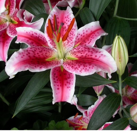 Victoria's Secret Very Sexy Pink Push Up Bandeau Size: 34D NWT - Picture 14 of 16